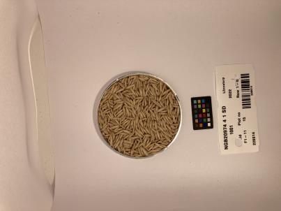 Click for 1 image(s) for this accession. SEED